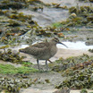 Whimbrel